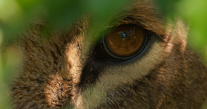 The Eyes
