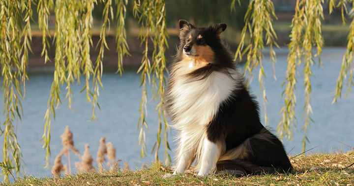 Companion Animals